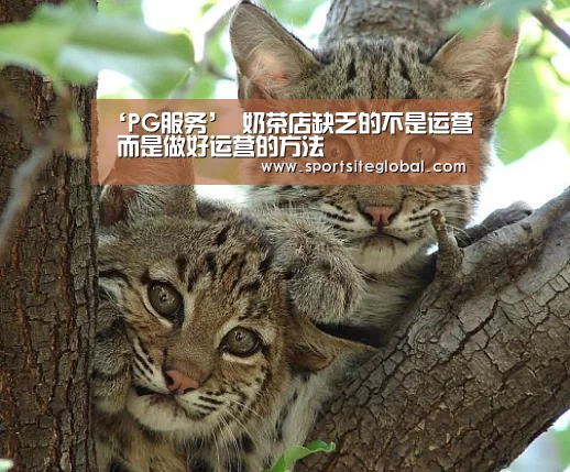 ‘PG服务’
奶茶店缺乏的不是运营 而是做好运营的方法(图2) PG官网